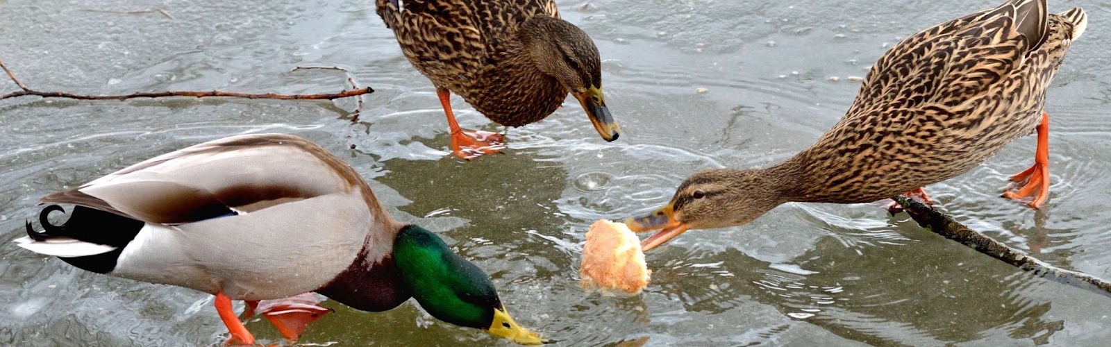 Comment nourrir les canards d'ornement